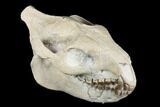 Fossil Oreodont (Merycoidodon) Skull - Wyoming #176526-5